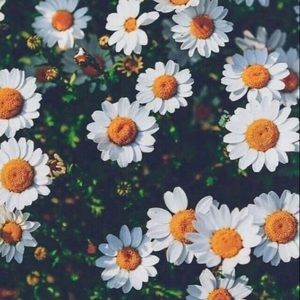 Meet your Posher, Adina